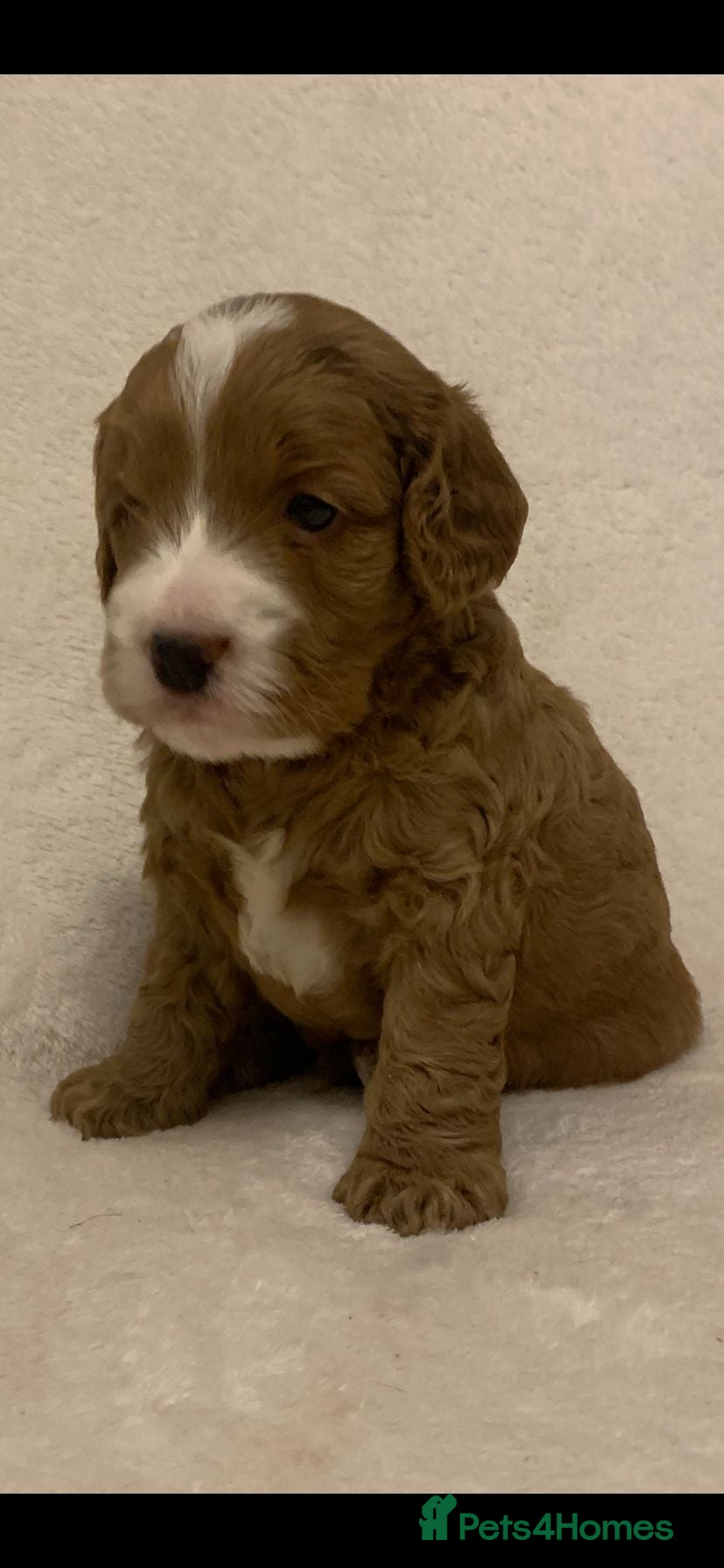 Cockapoo dogs F1 Cockapoos - health tested parents  - Advert 6