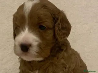 Cockapoo dogs F1 Cockapoos - health tested parents - Advert 6