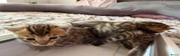 Bengal cats for sale: Beautiful bengal kittens 🐾🐾🐾 - Advert 15