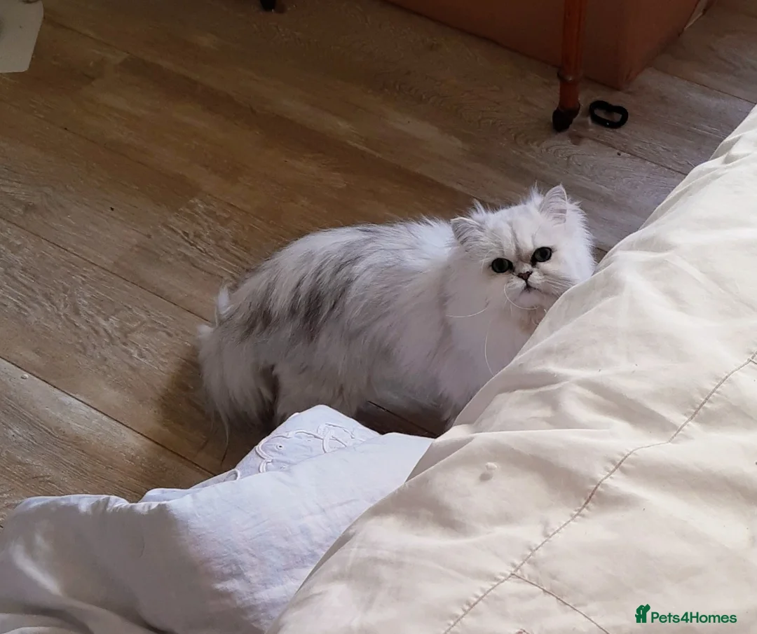 Persian cats for sale: Pedigree purebred Persian - Advert 5