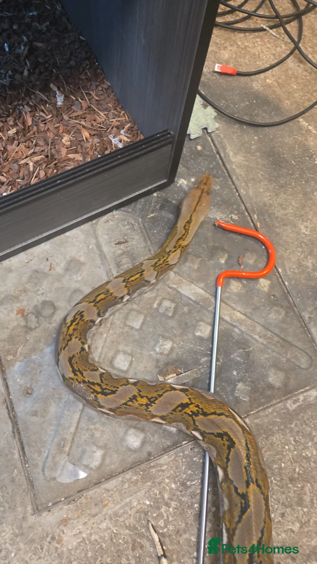Python Snake reptiles for sale: Dwarf male retic in Cranbrook - Advert 1