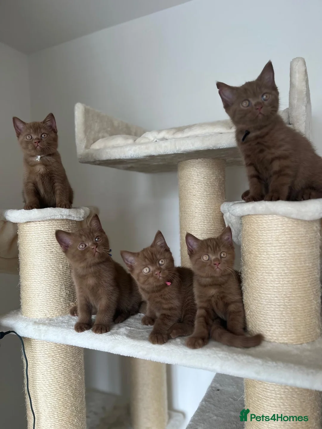 British Shorthair cats for sale: 5 Adorable Brown British Shorthair Kittens - Advert 1