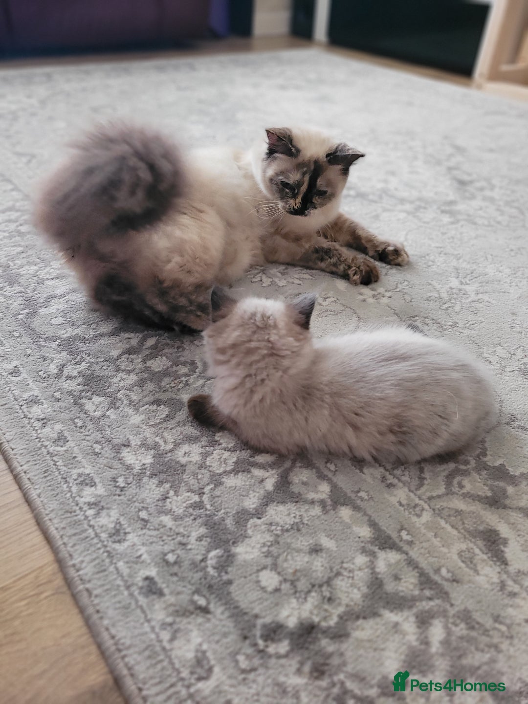 RagaMuffin cats for sale: Ragamuffin kittens  - Image 5