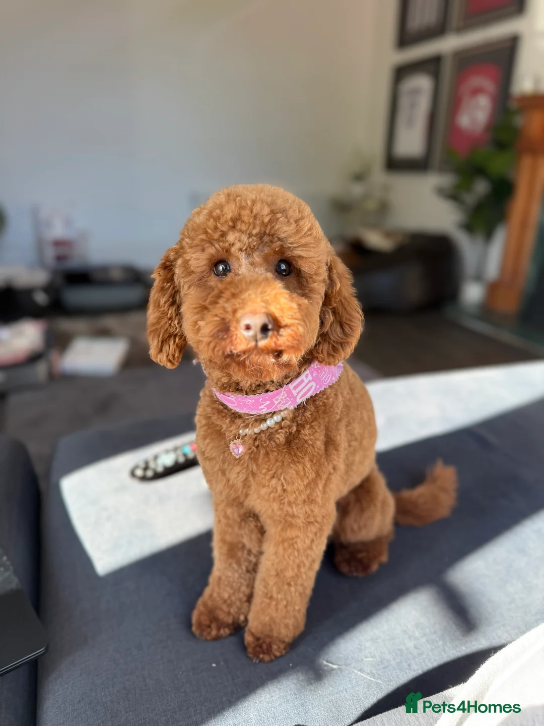 Miniature Poodle dogs for sale: Beautiful Miniature Poodle Female  - Advert 10