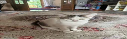 British Shorthair cats for sale: 5 cute British shorthair breed kittens  in Ilford - Advert 10