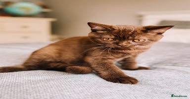 British Shorthair cats - Advert 4