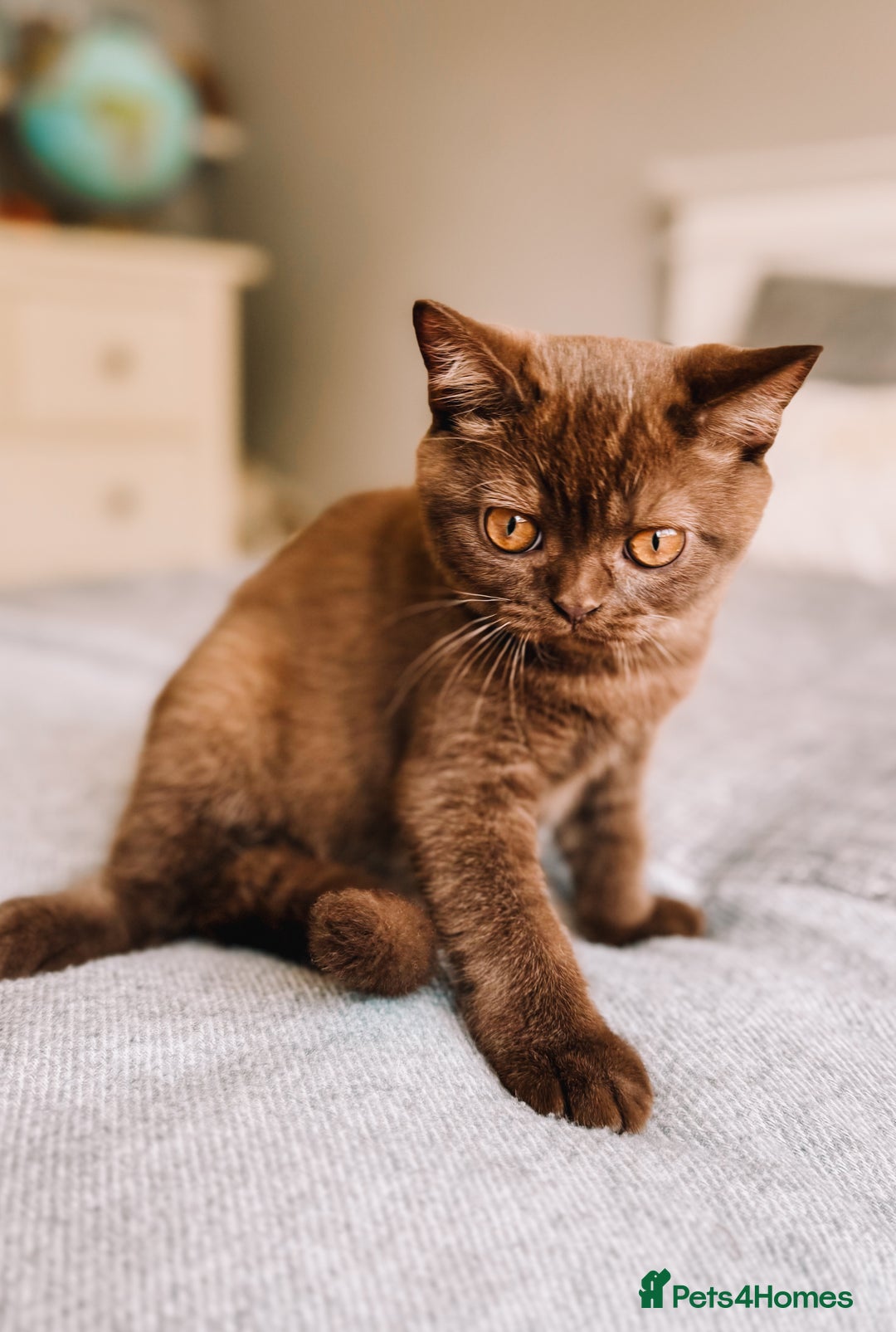 British Shorthair cats for sale: Last Blue boy British shorthair kitten GCCF - Image 10