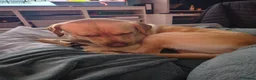 Labrador Retriever dogs for stud: Available for stud. Nearly 2 years old. So placid - Advert 11