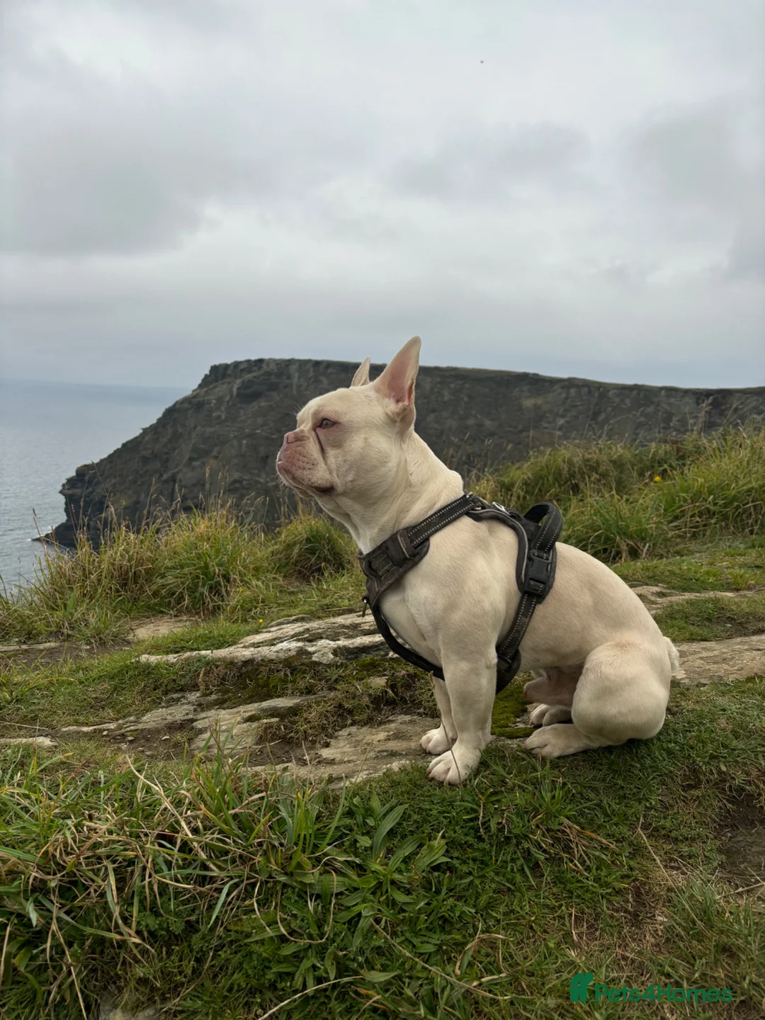French Bulldog dogs for stud: 💎Proven Platinum French Bulldog Stud Available💎 - Advert 2