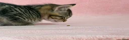 Mixed Breed cats for sale: Litter of 6 Kittens  - Advert 11