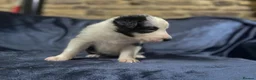 Border Collie dogs for sale: Border Collie Pups - Advert 20