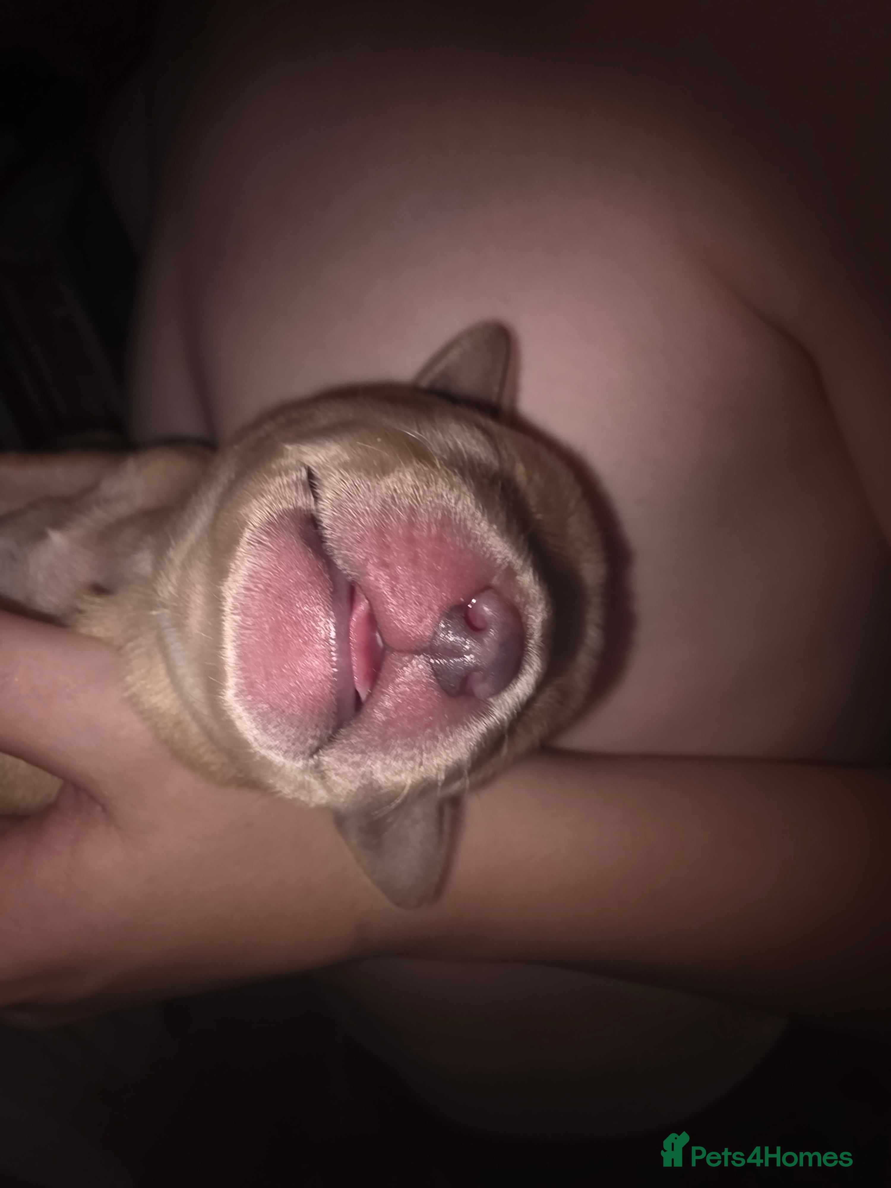 Labrador Retriever dogs for sale: 7 perfect plump little Red Labrador puppies - Advert 10