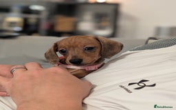 Miniature Dachshund dogs for sale: 2x miniature dachshunds - Image 19