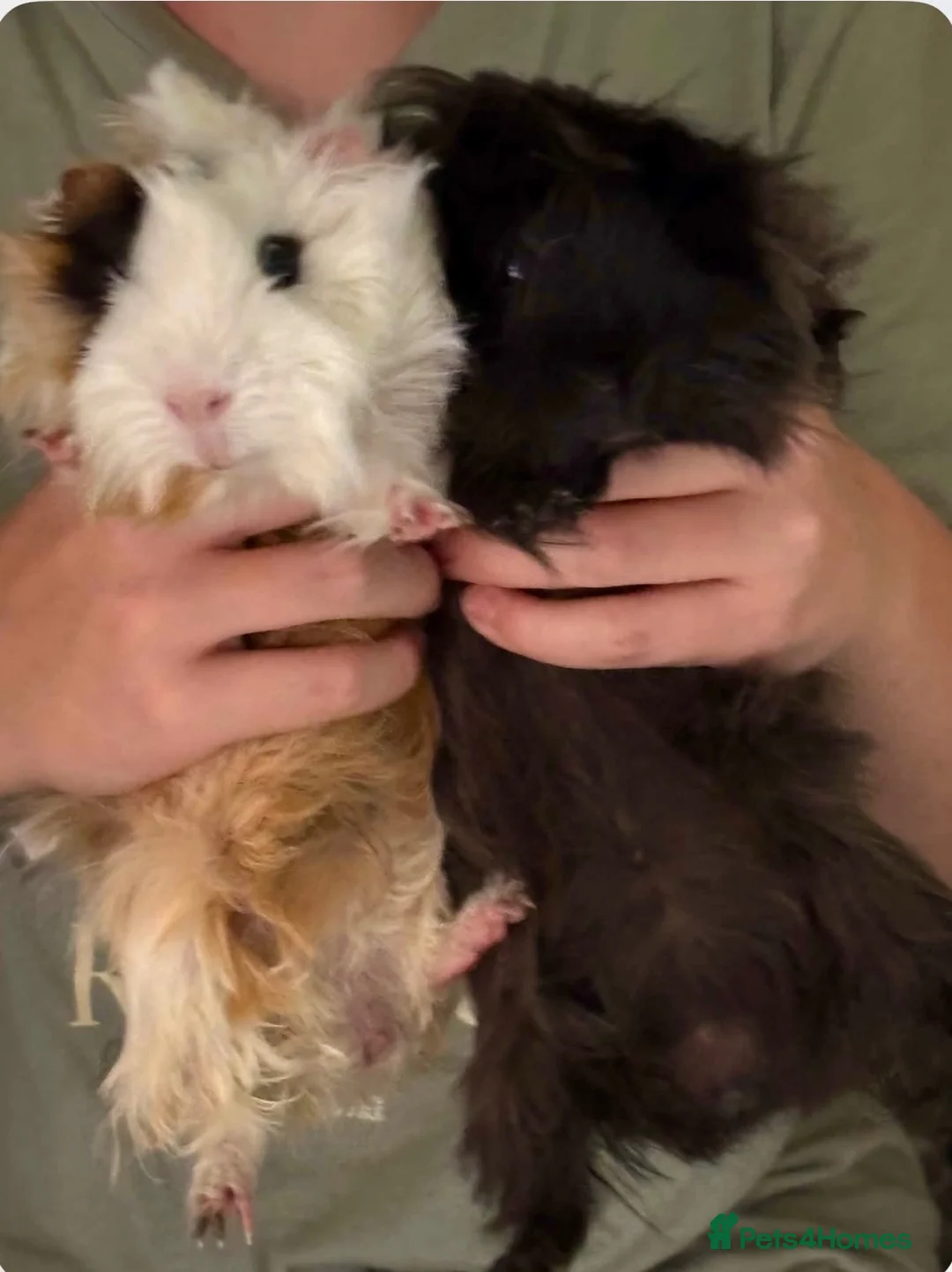 Guinea Pig rodents for sale: Two beautiful guinea pigs for sale in Shrewsbury - Advert 2