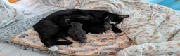 Mixed Breed cats for sale: 2 Beautiful Girls Looking for Their Forever Homes - Advert 8