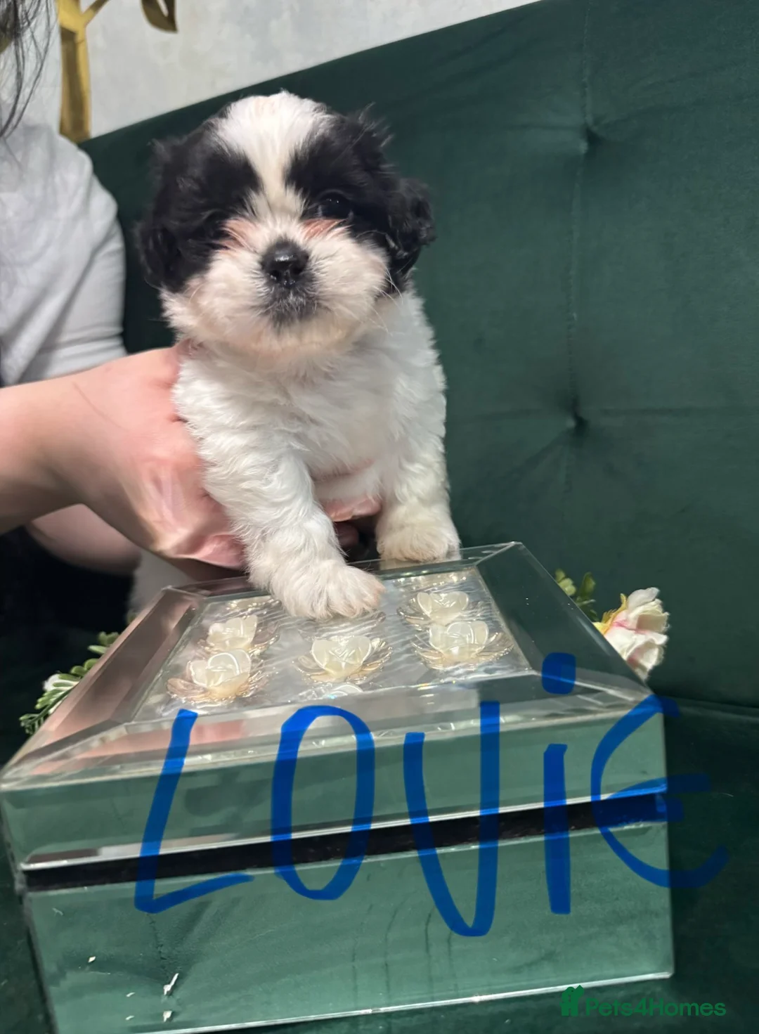 Shih Tzu dogs for sale: Beautiful Shih Tzu puppies  - Advert 12