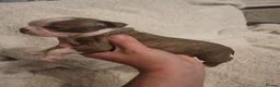 Boston Terrier dogs for sale: Stunning Boston Terrier Puppies - Advert 16