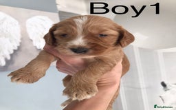 Labradoodle dogs for sale: Miniature Australian Labradoodles - Image 1
