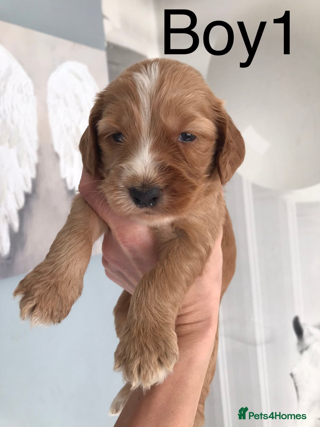Labradoodle dogs for sale: Miniature Australian Labradoodles - Image 1