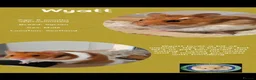 Hamster rodents for sale: Hamsters  - Advert 19