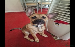 Mixed Breed dogs for sale: 1.5 Yr old male - Image 2