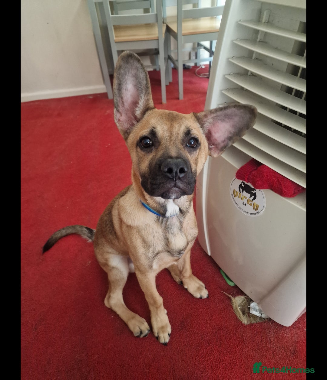 Mixed Breed dogs for sale: 1.5 Yr old male - Image 2