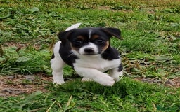 Jack Russell dogs for sale: Jack Russell Pups REDUCED - Image 3