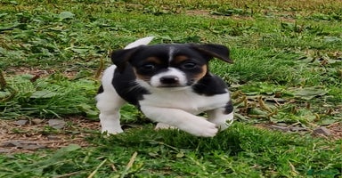 Jack Russell dogs - Advert 1