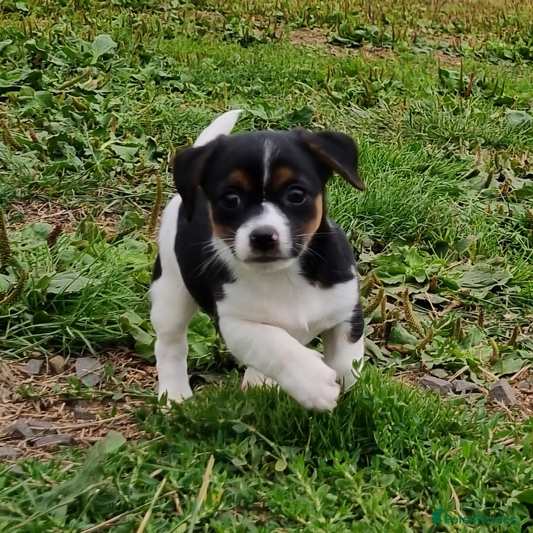 Jack Russell dogs for sale: Jack Russell Pups REDUCED - Image 3