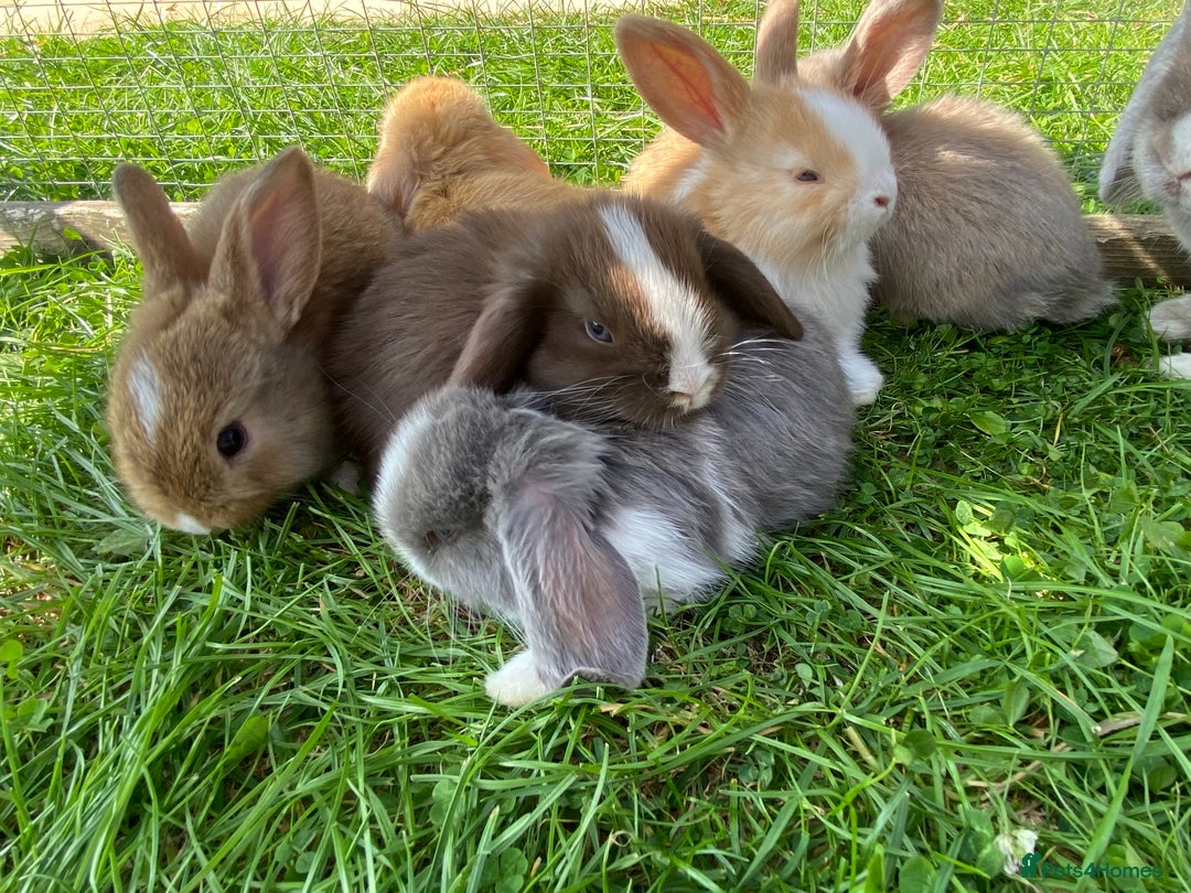 Gallery Image {{count}}