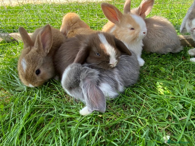 Gallery Image {{count}}