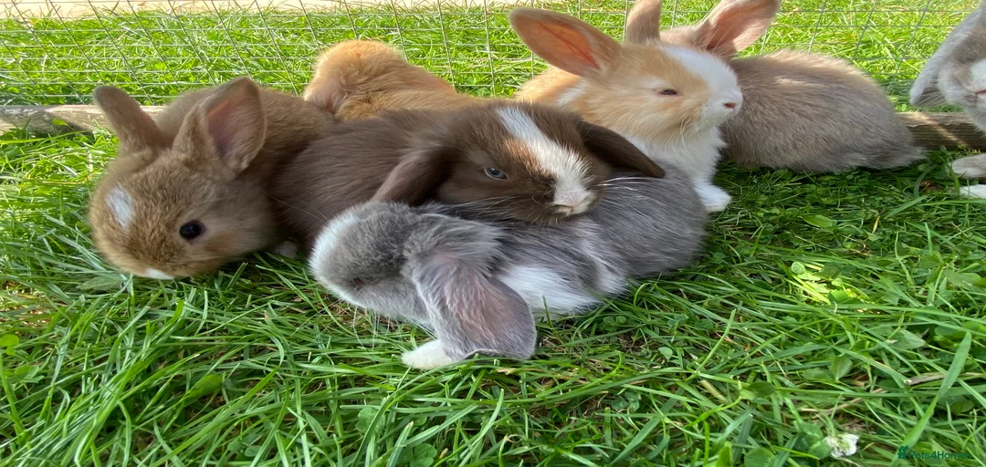 Gallery Image {{count}}