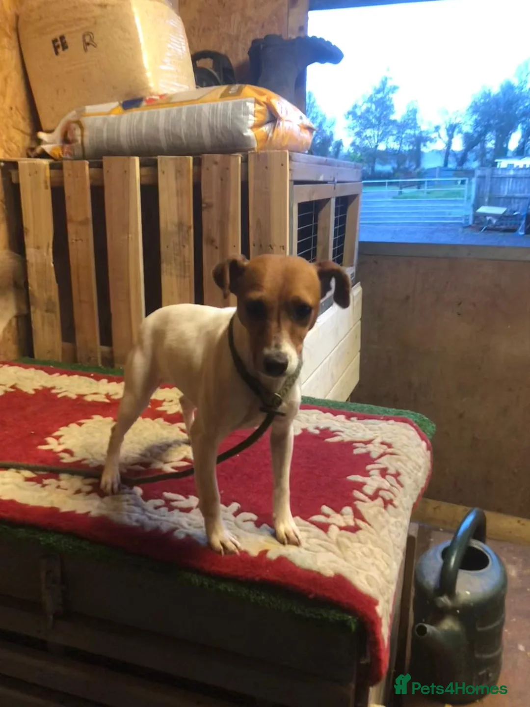 Jack Russell dogs for sale: Mini jack Russell puppies - Advert 2