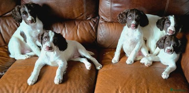 English Springer Spaniel dogs Beautiful Kc reg springer spaniel pups - Advert 4