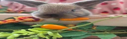 Mini Lop rabbits for sale: sooty fawn & Smoke Pearl Cashmere Does mini lop  - Advert 5
