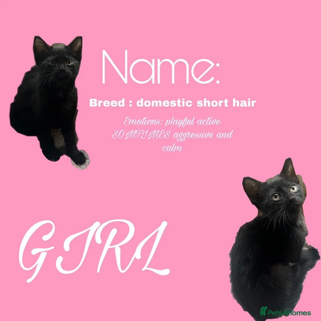 Mixed Breed cats for sale: Beautiful kittens need their new homes in Birmingham - Advert 2