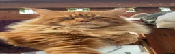 Maine Coon cats for sale: Beautiful Maine Coon Kittens – Raised with Love ❤️ - Advert 10