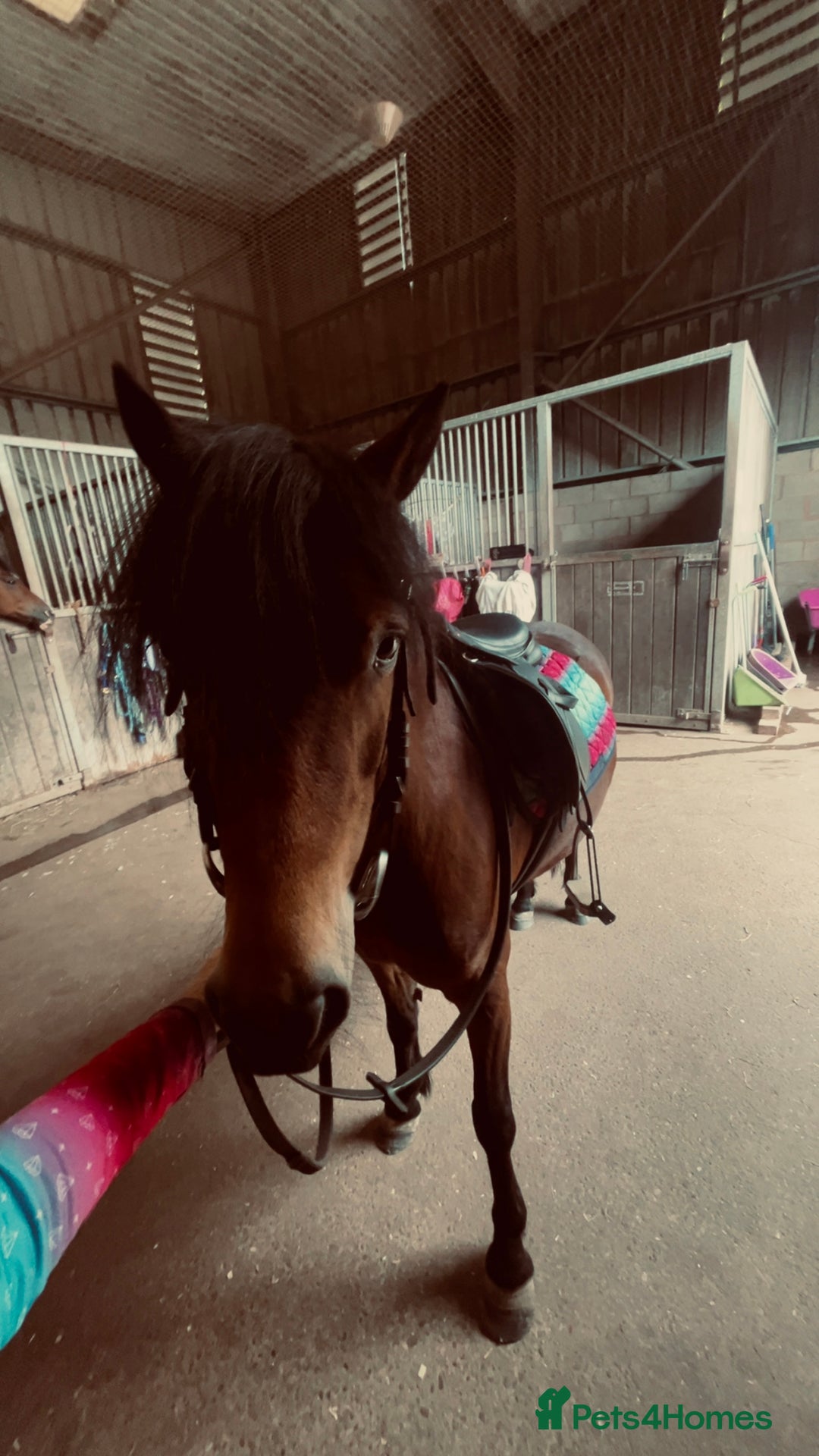 Dartmoor horses for sale: For part loan or full loan  - Advert 8