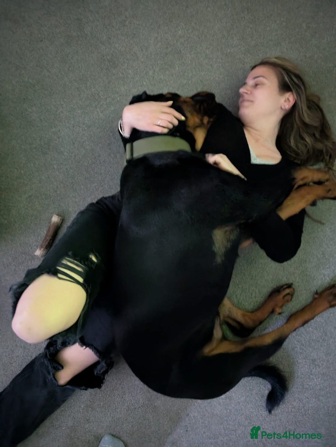 Rottweiler dogs for sale: 1 year 6 month rottweiler needs urgent rehoming - Image 14