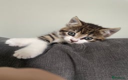 Mixed Breed cats for sale: Female kitten - Image 2