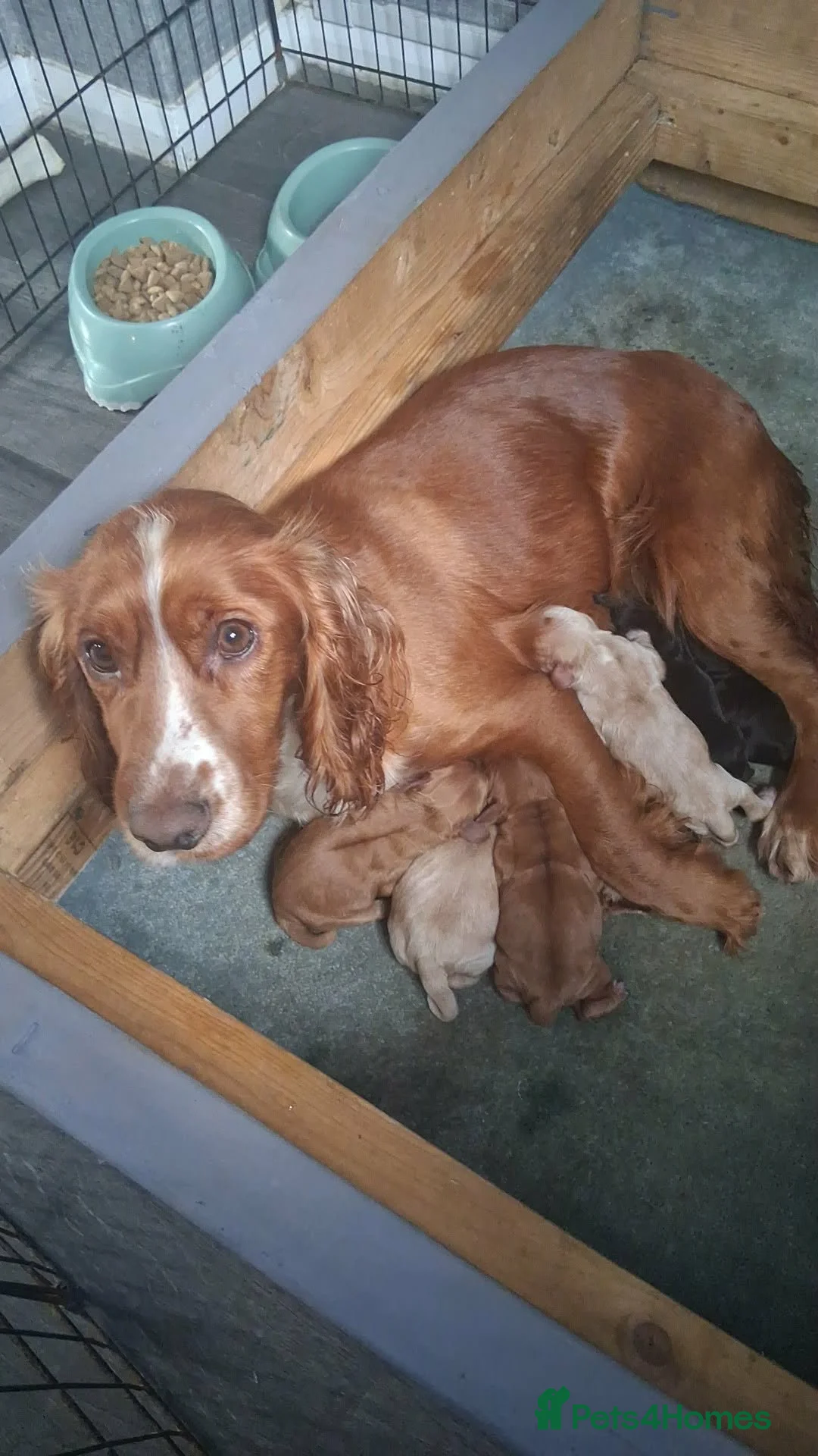 Cocker Spaniel dogs for sale: Cocker spaniel puppies for sale  - Advert 13