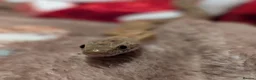 Corn Snake reptiles for sale: Lovely Corn Snake  - Advert 3