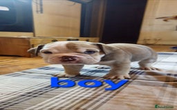 Mixed Breed dogs for sale: Beautiful Litter of 4 Puppies 🐶  - Image 6