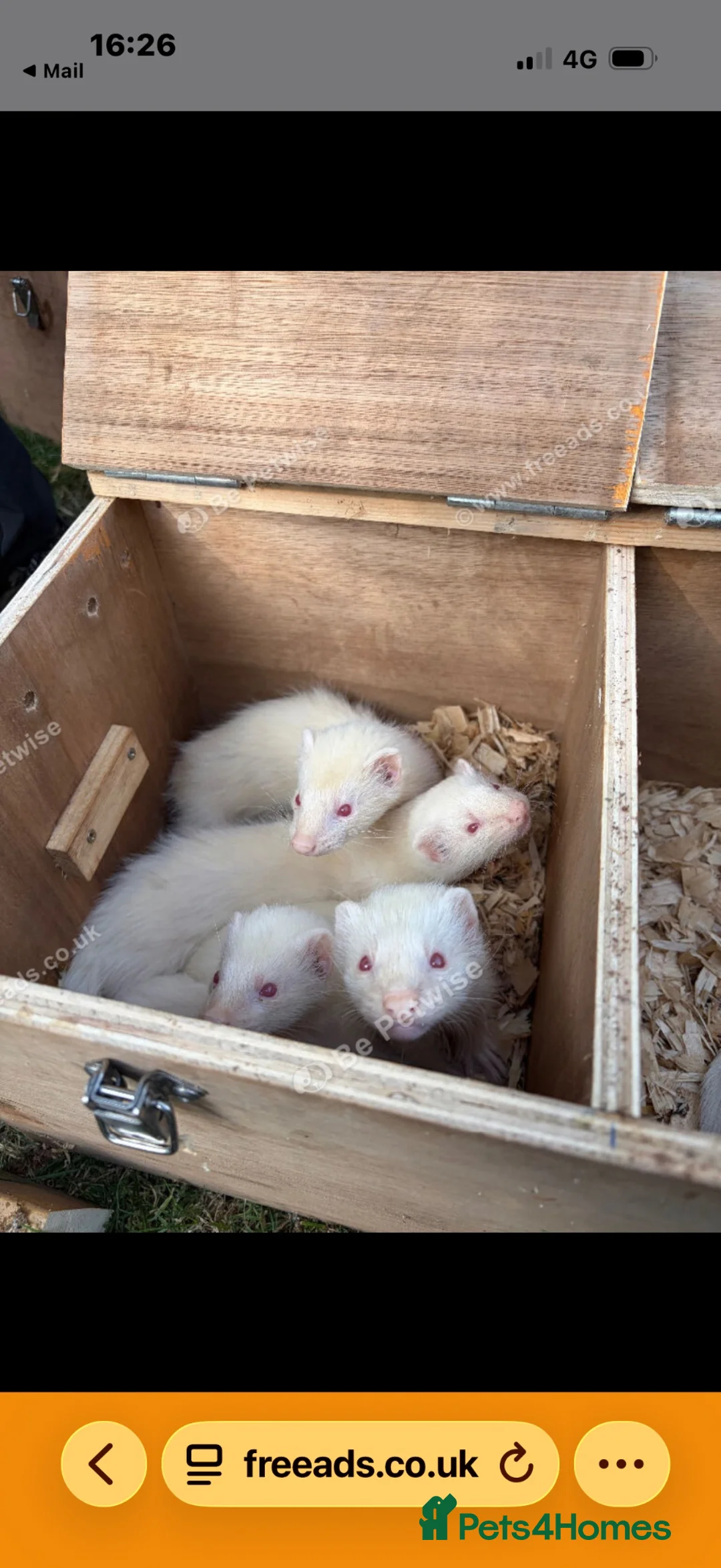 Ferret rodents for sale: White ferrets - ready to go in Wells - Advert 2