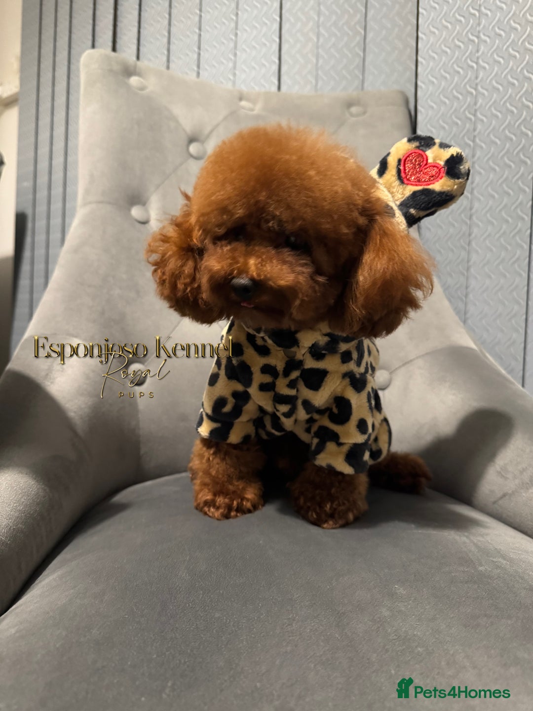 Toy Poodle dogs for stud: 🔥One-in-a-Million Asian ☕️ toy poodle DNA Stud🧸 in Thetford - Image 6