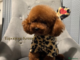 Toy Poodle dogs in Thetford - Advert 13