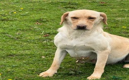 Labrador Retriever dogs for sale: Cream Adult Female Labrador  - Image 9