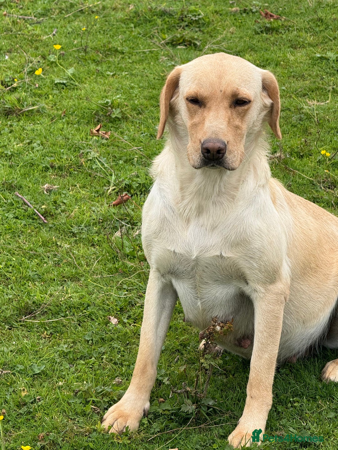 Labrador Retriever dogs for sale: Cream Adult Female Labrador  - Image 9