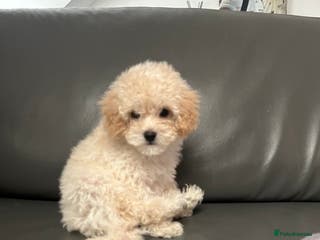 Cavapoochon dogs last remaining female cavapoochon pup - Advert 2