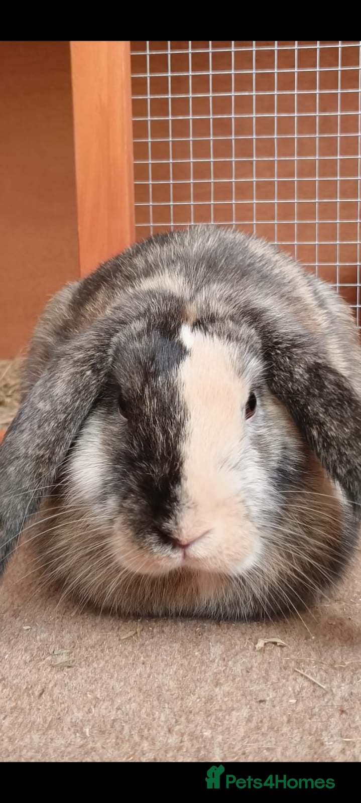 Mixed Breed rabbits Woody - Advert 1